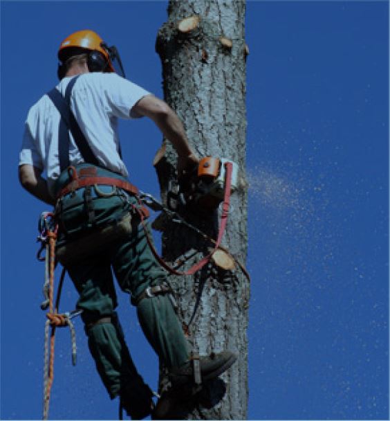 Tree Care Plus - CRK Insurance